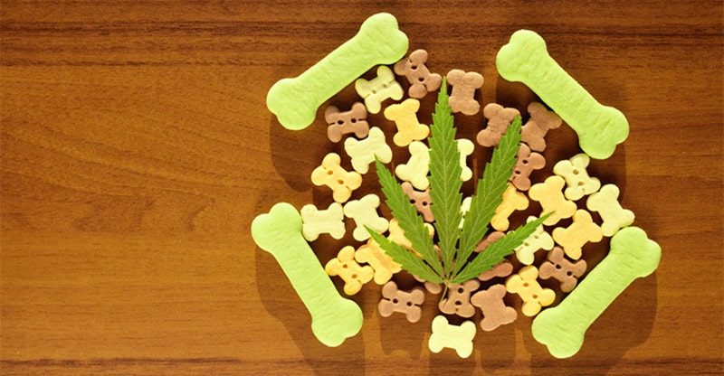 Do CBD Canine Treats Assist with Nervousness?