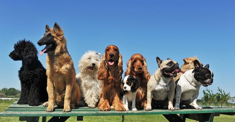 7 Ideas For Selecting A Canine Breed To Go well with Your Household